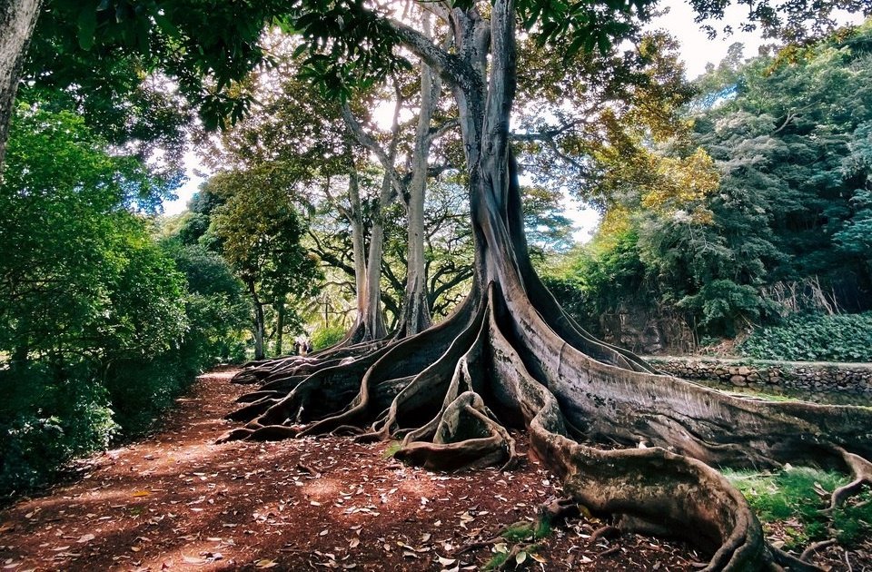 roots keep us stable