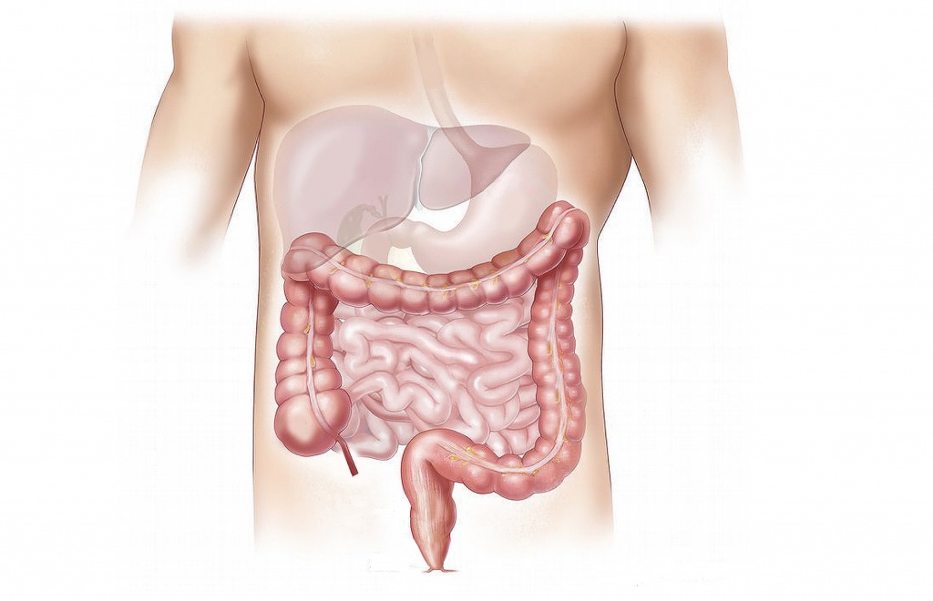 the belly is the seat of digestive system